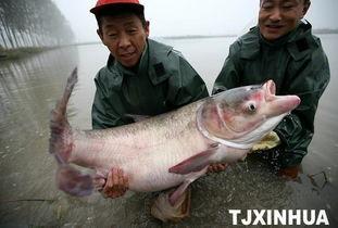 天津水产爆料事件最新,揭露海鲜市场惊人内幕,食品安全再引关注 第1张 天津水产爆料事件最新,揭露海鲜市场惊人内幕,食品安全再引关注 第1张